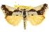  (Tarache delecta - CCDB-20810-C04)  @15 [ ] CreativeCommons - Attribution (2013) CBG Photography Group Centre for Biodiversity Genomics
