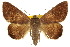  ( - CCDB-20810-D08)  @15 [ ] CreativeCommons - Attribution (2013) CBG Photography Group Centre for Biodiversity Genomics