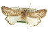  ( - CCDB-20810-F07)  @11 [ ] CreativeCommons - Attribution (2013) CBG Photography Group Centre for Biodiversity Genomics