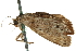 ( - CCDB-20810-F11)  @11 [ ] CreativeCommons - Attribution (2013) CBG Photography Group Centre for Biodiversity Genomics