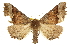  ( - CCDB-20811-A06)  @14 [ ] CreativeCommons - Attribution (2013) CBG Photography Group Centre for Biodiversity Genomics