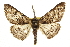  ( - CCDB-20811-C01)  @11 [ ] CreativeCommons - Attribution (2013) CBG Photography Group Centre for Biodiversity Genomics