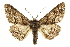  ( - CCDB-20811-C02)  @11 [ ] CreativeCommons - Attribution (2013) CBG Photography Group Centre for Biodiversity Genomics