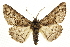  ( - CCDB-20811-C03)  @11 [ ] CreativeCommons - Attribution (2013) CBG Photography Group Centre for Biodiversity Genomics