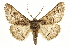  ( - CCDB-20811-C04)  @11 [ ] CreativeCommons - Attribution (2013) CBG Photography Group Centre for Biodiversity Genomics