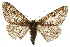  ( - CCDB-20811-C07)  @14 [ ] CreativeCommons - Attribution (2013) CBG Photography Group Centre for Biodiversity Genomics