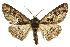  ( - CCDB-20811-C09)  @11 [ ] CreativeCommons - Attribution (2013) CBG Photography Group Centre for Biodiversity Genomics
