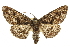  ( - CCDB-20811-C10)  @11 [ ] CreativeCommons - Attribution (2013) CBG Photography Group Centre for Biodiversity Genomics