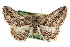 ( - CCDB-20811-E04)  @11 [ ] CreativeCommons - Attribution (2013) CBG Photography Group Centre for Biodiversity Genomics