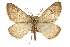  (Animomyia morta - CCDB-20811-F09)  @14 [ ] CreativeCommons - Attribution (2013) CBG Photography Group Centre for Biodiversity Genomics
