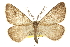  ( - CCDB-20811-F11)  @11 [ ] CreativeCommons - Attribution (2013) CBG Photography Group Centre for Biodiversity Genomics