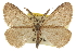  ( - CCDB-20811-G04)  @11 [ ] CreativeCommons - Attribution (2013) CBG Photography Group Centre for Biodiversity Genomics