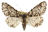  ( - CCDB-20811-H01)  @15 [ ] CreativeCommons - Attribution (2013) CBG Photography Group Centre for Biodiversity Genomics