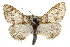  ( - CCDB-20811-H03)  @14 [ ] CreativeCommons - Attribution (2013) CBG Photography Group Centre for Biodiversity Genomics
