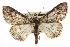  (Gabriola minima - CCDB-20811-H04)  @15 [ ] CreativeCommons - Attribution (2013) CBG Photography Group Centre for Biodiversity Genomics