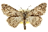  ( - CCDB-20811-H08)  @14 [ ] CreativeCommons - Attribution (2013) CBG Photography Group Centre for Biodiversity Genomics