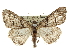  ( - CCDB-20811-H10)  @14 [ ] CreativeCommons - Attribution (2013) CBG Photography Group Centre for Biodiversity Genomics