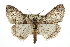  ( - CCDB-20811-H11)  @14 [ ] CreativeCommons - Attribution (2013) CBG Photography Group Centre for Biodiversity Genomics
