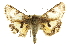  ( - CCDB-20812-D05)  @14 [ ] CreativeCommons - Attribution (2013) CBG Photography Group Centre for Biodiversity Genomics
