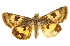  ( - CCDB-20812-D08)  @11 [ ] CreativeCommons - Attribution (2013) CBG Photography Group Centre for Biodiversity Genomics