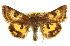  ( - CCDB-20812-D09)  @14 [ ] CreativeCommons - Attribution (2013) CBG Photography Group Centre for Biodiversity Genomics