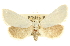  (Grotella - CCDB-20812-E04)  @15 [ ] CreativeCommons - Attribution (2013) CBG Photography Group Centre for Biodiversity Genomics