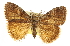  ( - CCDB-20812-H11)  @14 [ ] CreativeCommons - Attribution (2013) CBG Photography Group Centre for Biodiversity Genomics