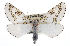  ( - CCDB-20813-F09)  @15 [ ] CreativeCommons - Attribution (2013) CBG Photography Group Centre for Biodiversity Genomics