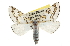  (Philtraea elegantaria - CCDB-20813-F10)  @15 [ ] CreativeCommons - Attribution (2013) CBG Photography Group Centre for Biodiversity Genomics