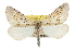  (Philtraea paucimacula - CCDB-20813-F12)  @14 [ ] CreativeCommons - Attribution (2013) CBG Photography Group Centre for Biodiversity Genomics