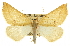  (Neoterpes ephelidaria - CCDB-20813-G11)  @15 [ ] CreativeCommons - Attribution (2013) CBG Photography Group Centre for Biodiversity Genomics
