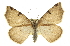  (Neoterpes graefiaria - CCDB-20813-H04)  @15 [ ] CreativeCommons - Attribution (2013) CBG Photography Group Centre for Biodiversity Genomics