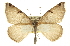  ( - CCDB-20813-H05)  @14 [ ] CreativeCommons - Attribution (2013) CBG Photography Group Centre for Biodiversity Genomics