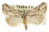  ( - CCDB-20814-C07)  @14 [ ] CreativeCommons - Attribution (2013) CBG Photography Group Centre for Biodiversity Genomics