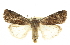  (Anicla beata - CCDB-20814-E02)  @15 [ ] CreativeCommons - Attribution (2013) CBG Photography Group Centre for Biodiversity Genomics