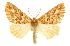  ( - CCDB-20815-A04)  @15 [ ] CreativeCommons - Attribution (2013) CBG Photography Group Centre for Biodiversity Genomics