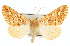  ( - CCDB-20815-A08)  @14 [ ] CreativeCommons - Attribution (2013) CBG Photography Group Centre for Biodiversity Genomics