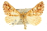  ( - CCDB-20815-A09)  @13 [ ] CreativeCommons - Attribution (2013) CBG Photography Group Centre for Biodiversity Genomics