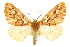  (Caripeta latiorata - 09-JDWGEO-409.1)  @14 [ ] CreativeCommons - Attribution (2013) CBG Photography Group Centre for Biodiversity Genomics