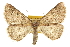  ( - CCDB-20815-D01)  @14 [ ] CreativeCommons - Attribution (2013) CBG Photography Group Centre for Biodiversity Genomics