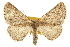  (Nemeris percne - CCDB-20815-D02)  @15 [ ] CreativeCommons - Attribution (2013) CBG Photography Group Centre for Biodiversity Genomics