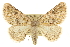  ( - CCDB-20815-D04)  @14 [ ] CreativeCommons - Attribution (2013) CBG Photography Group Centre for Biodiversity Genomics