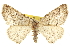 ( - CCDB-20815-G10)  @14 [ ] CreativeCommons - Attribution (2013) CBG Photography Group Centre for Biodiversity Genomics