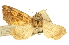  ( - CCDB-20816-D06)  @14 [ ] CreativeCommons - Attribution (2013) CBG Photography Group Centre for Biodiversity Genomics