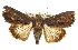  ( - CCDB-20816-F02)  @15 [ ] CreativeCommons - Attribution (2013) CBG Photography Group Centre for Biodiversity Genomics