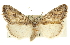  (Escaria - CCDB-20816-H01)  @15 [ ] CreativeCommons - Attribution (2013) CBG Photography Group Centre for Biodiversity Genomics