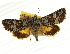  ( - CCDB-20817-B12)  @11 [ ] CreativeCommons - Attribution (2013) CBG Photography Group Centre for Biodiversity Genomics