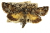  (Pseudanarta basivirida - CCDB-20817-C01)  @14 [ ] CreativeCommons - Attribution (2013) CBG Photography Group Centre for Biodiversity Genomics