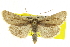  ( - CCDB-20817-D06)  @15 [ ] CreativeCommons - Attribution (2013) CBG Photography Group Centre for Biodiversity Genomics