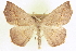  ( - CCDB-20818-C08)  @15 [ ] CreativeCommons - Attribution (2013) CBG Photography Group Centre for Biodiversity Genomics